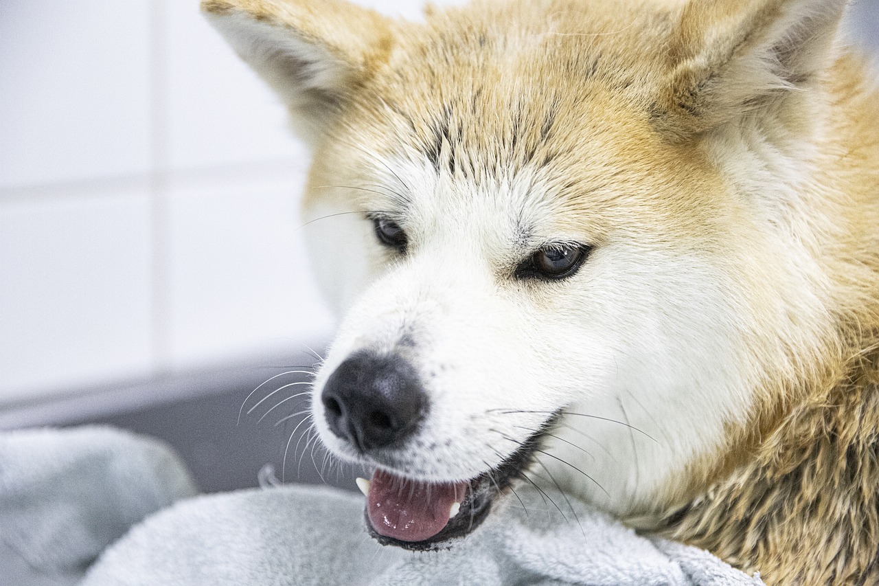 dog, bathing, shibu